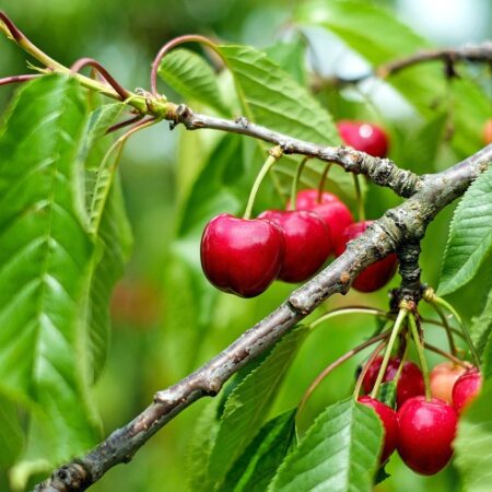 cherry